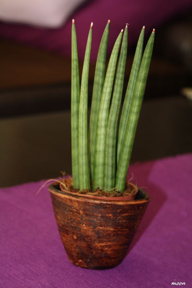 Sansevieria cylindrica  